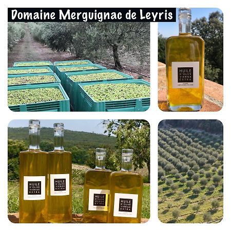 Mas Grenadine, magnifique villa du Piémont Cévenol Sauve Extérieur photo